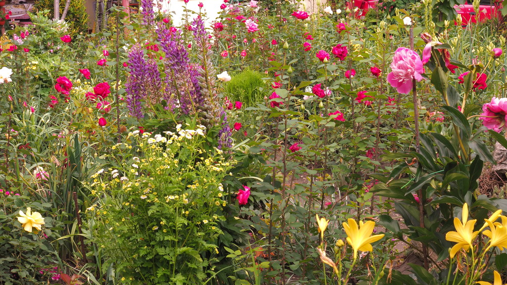 A glimpse in my mom's flower garden by monikozi