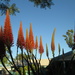My African Aloes are now blooming by 777margo