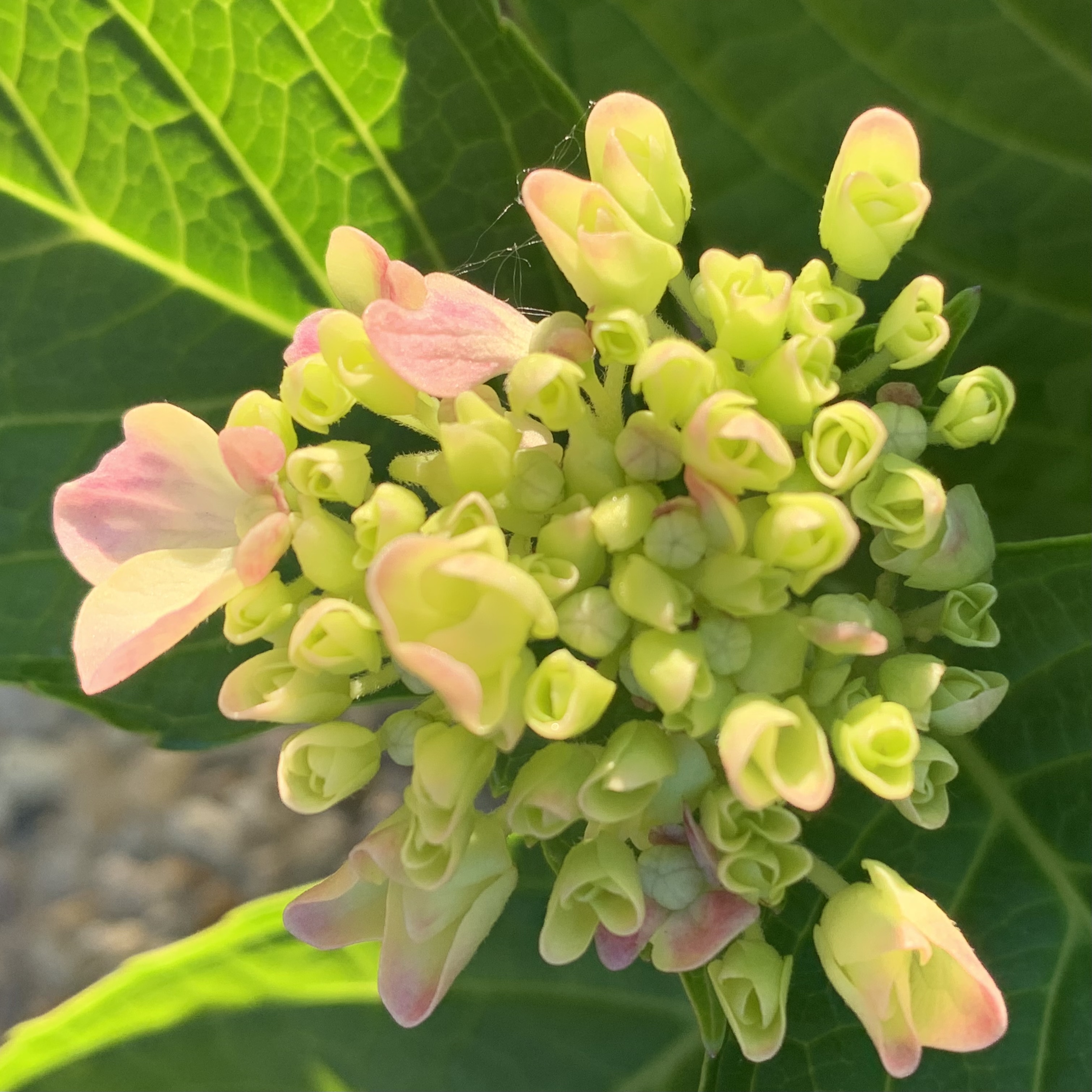 Baby Hydrangea by Lou Ann · 365 Project