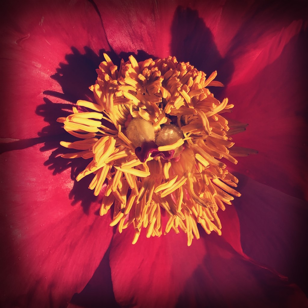 Flower bomb by mastermek