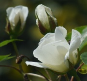 17th Jun 2021 - White Rose