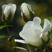 White Rose by fishers