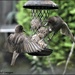 Noisy starlings by rosiekind