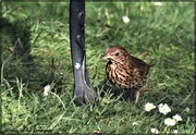 17th Jun 2021 - This is one of two thrushes that were in the garden