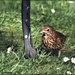 This is one of two thrushes that were in the garden by rosiekind