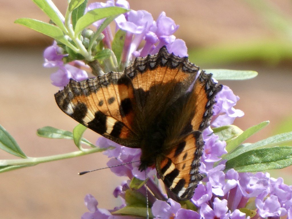 A Small Tortoiseshell today by orchid99