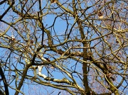 13th Jan 2011 - Spot the woodpecker!