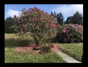 16th Jun 2021 - Fox and Rhododendron 