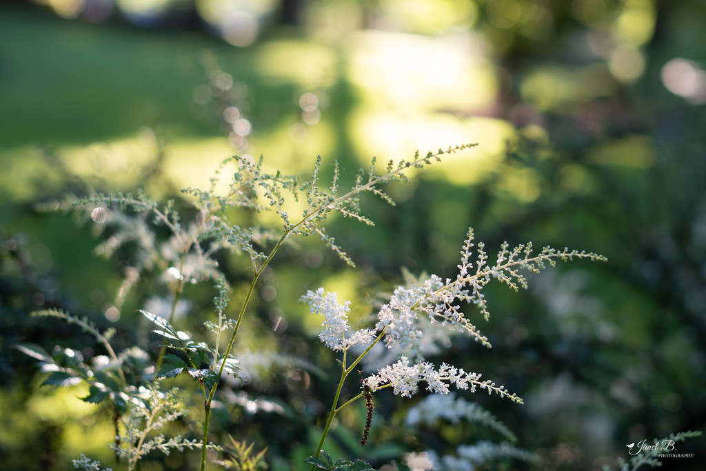 Astilbe's Blooming by janetb