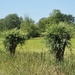 Pollard willows by jacqbb