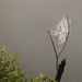 Tree Web by linnypinny