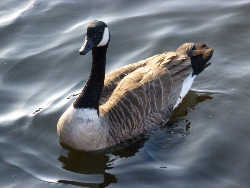 Canada Goose by moominmomma