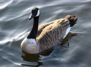 12th Jan 2011 - Canada Goose