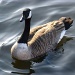 Canada Goose by moominmomma