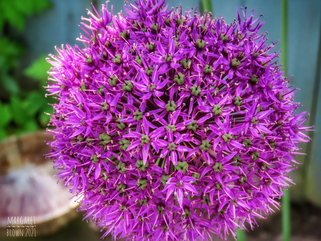 Purple Allium  by craftymeg
