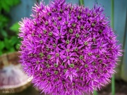 17th Jun 2021 - Purple Allium 