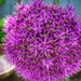 Purple Allium  by craftymeg
