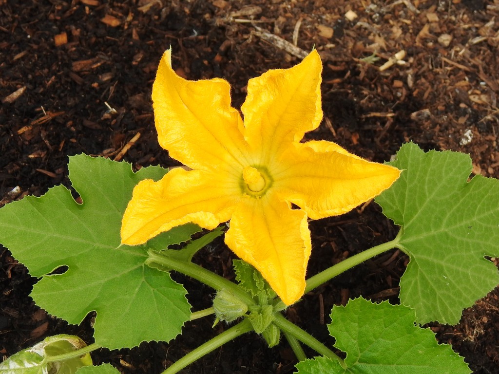  First Courgette Flower  by susiemc