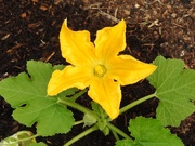 10th Jun 2021 -  First Courgette Flower 