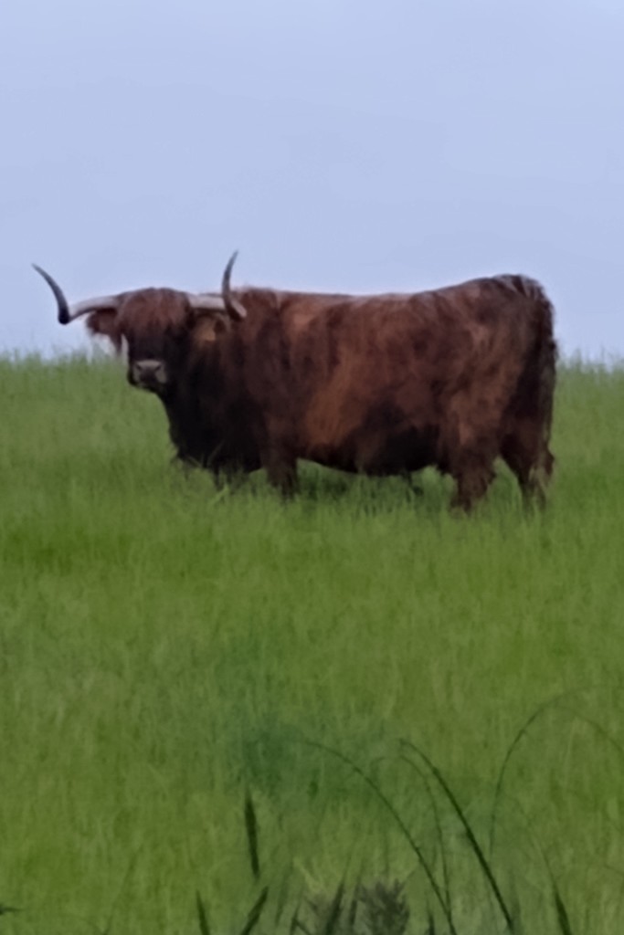 Highland Coo Bull by 30pics4jackiesdiamond