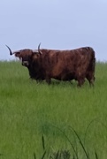 17th Jun 2021 - Highland Coo Bull