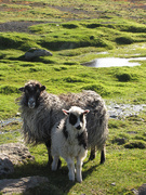 17th Jun 2010 - Faroese sheep