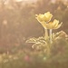 2021-06-17 anemona alpina by mona65