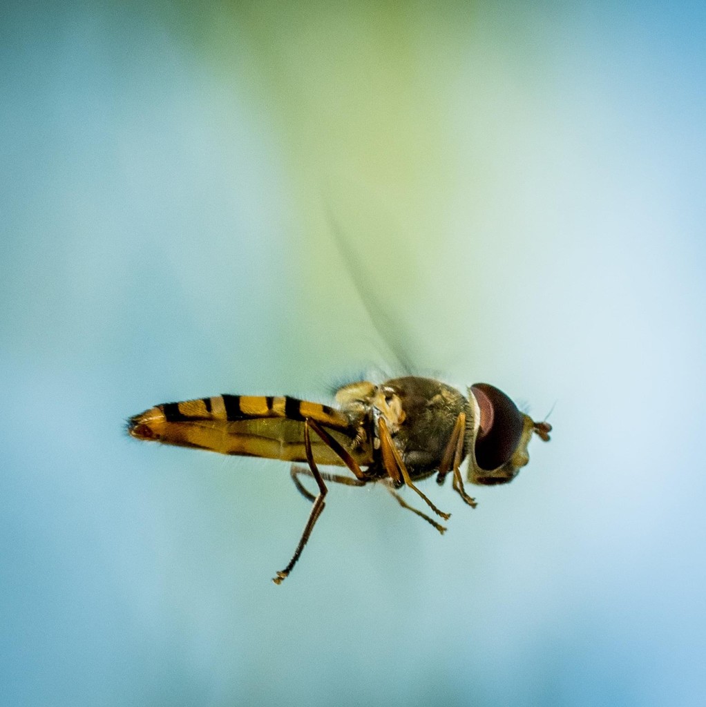 Hoveringfly  by barrowlane