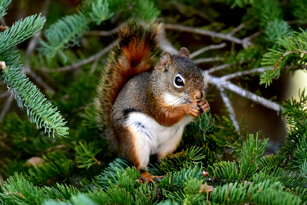 Red Squirrel by dianen