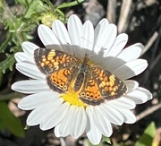 17th Jun 2021 - Pearl Crescent Butterfly  