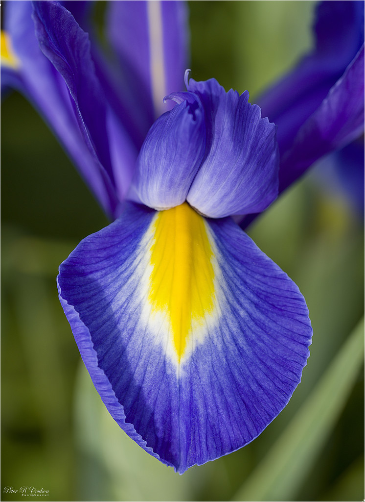 Iris close up by pcoulson