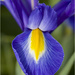 Iris close up by pcoulson