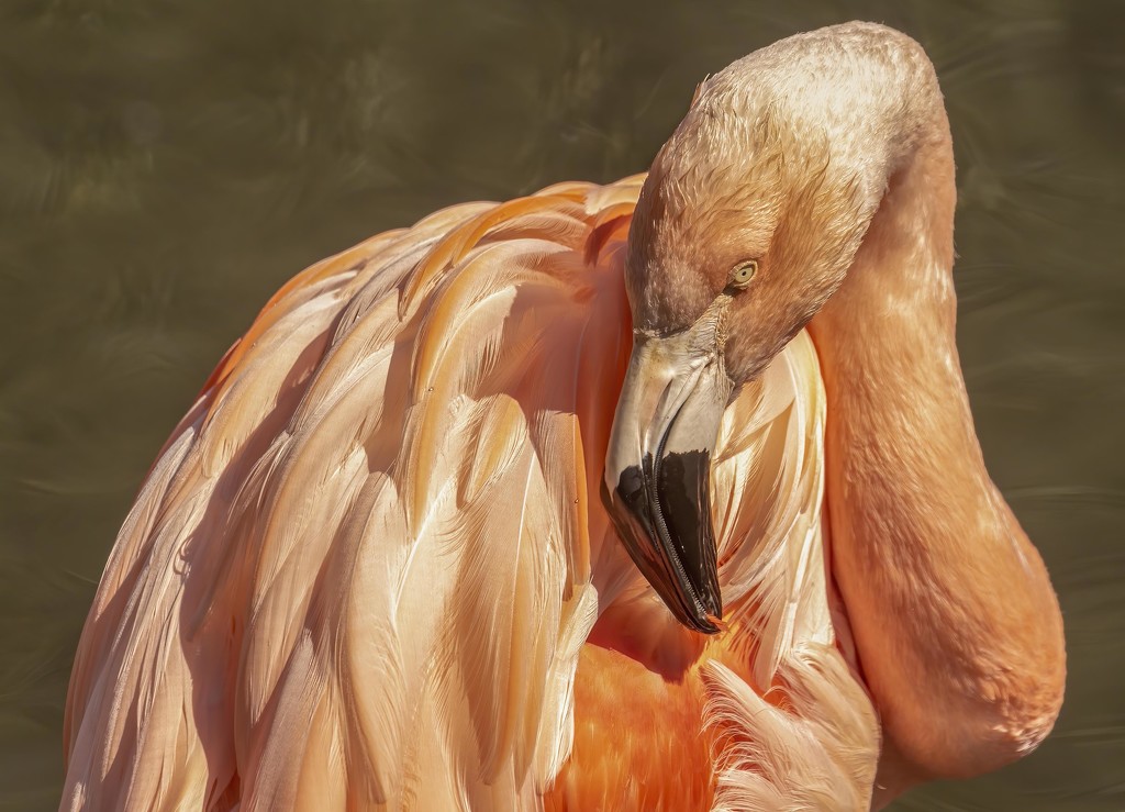 Flamingo  by shepherdmanswife