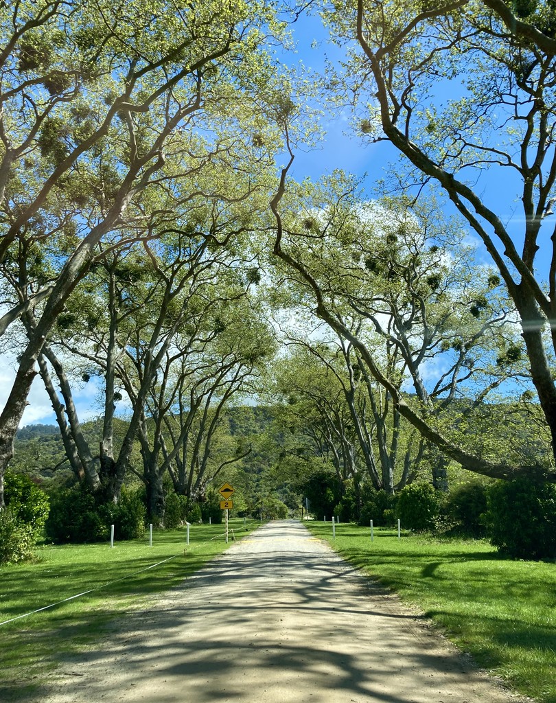 Avenue of trees by kiwinanna