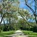 Avenue of trees by kiwinanna