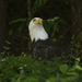 Maymont - Walking Eagle by timerskine