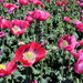 Poppies close up by pyrrhula