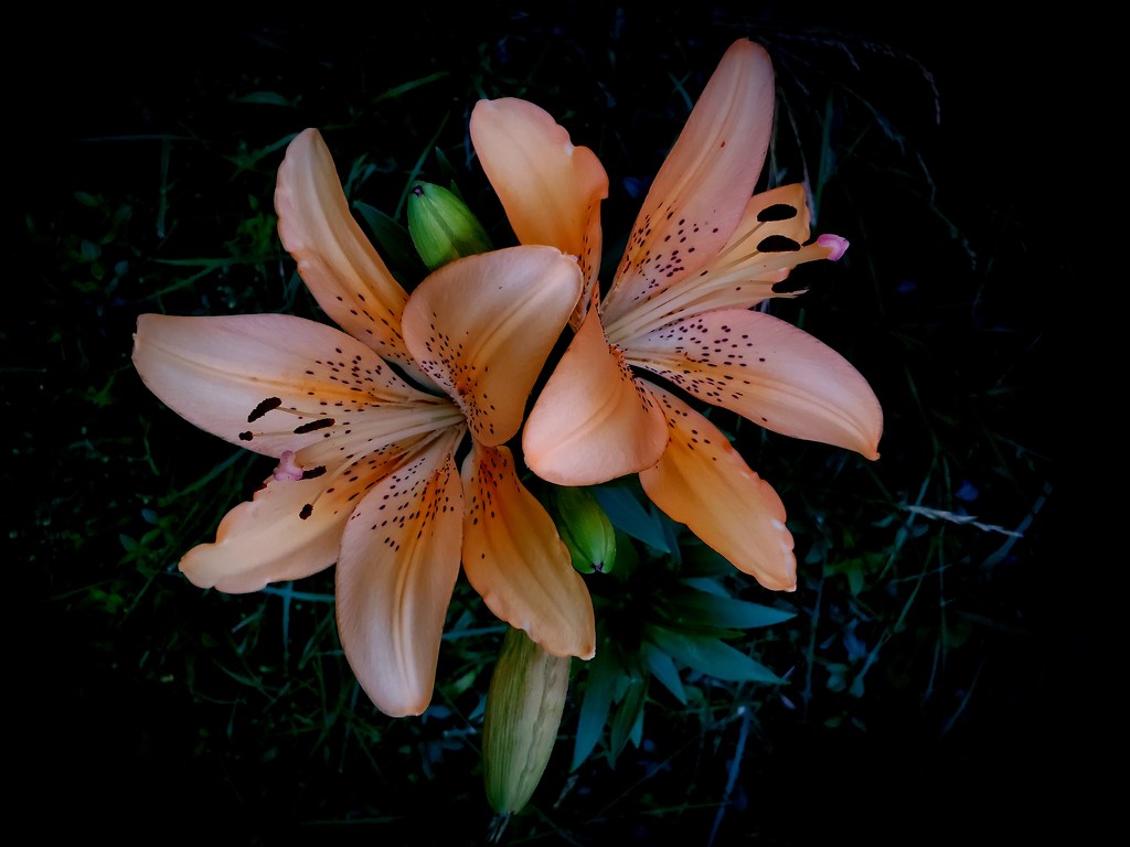 Lilies by houser934
