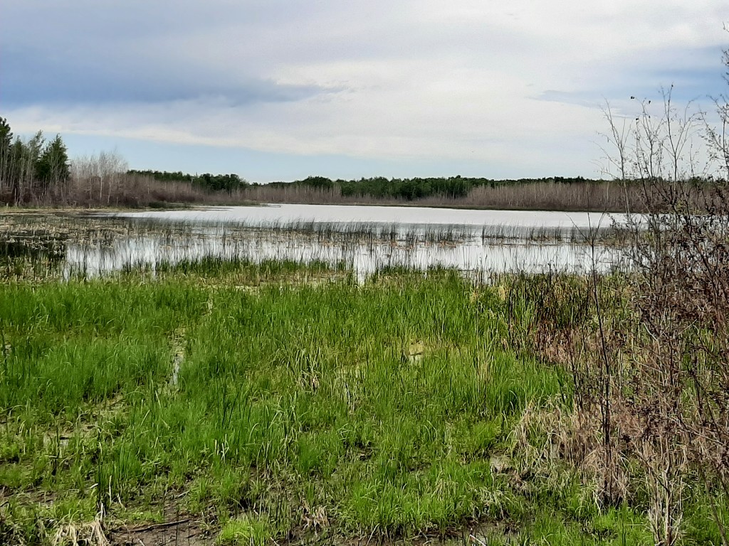 Marshy Wetlands by bkbinthecity