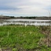Marshy Wetlands by bkbinthecity