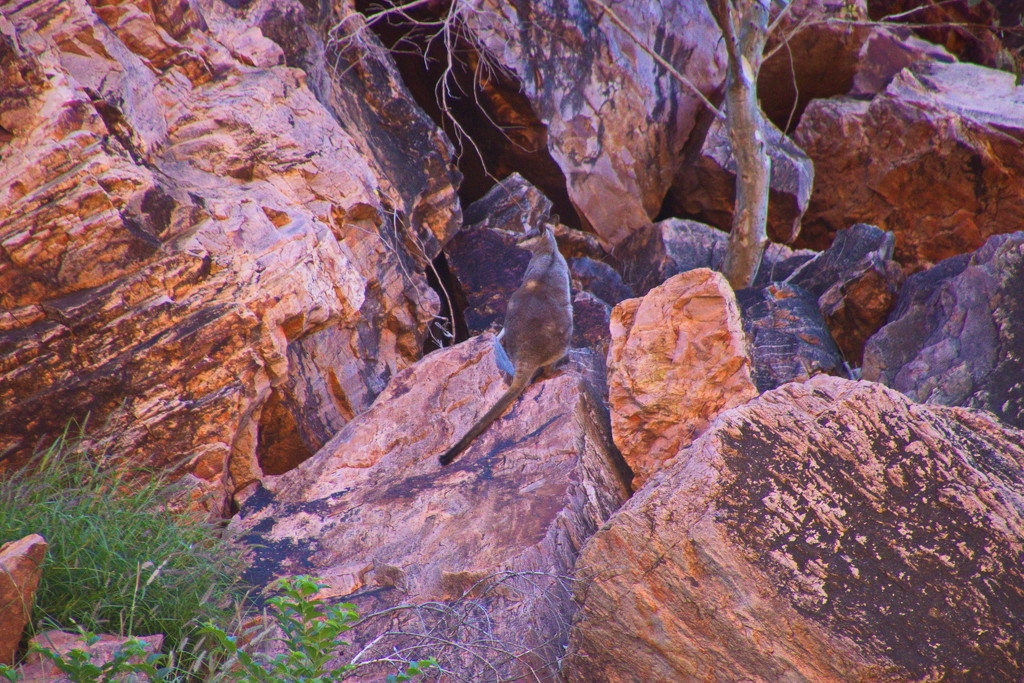 Day 7:  Simpsons Gap - Black Footed Rock Wallaby by terryliv