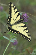 17th Jun 2021 - Eastern Tiger Swallowtail