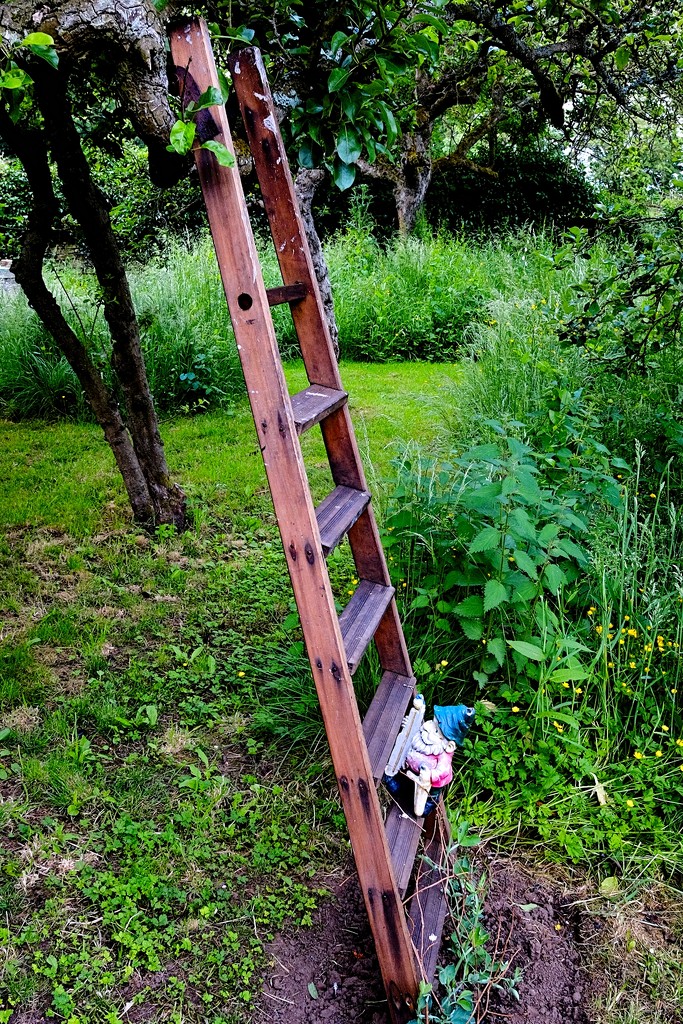 Short Gnome climbing a tall ladder (for him)! by allsop