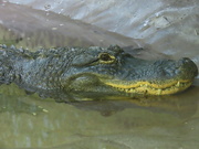 18th Jun 2021 - Ike the Alligator 
