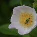 Dog rose and friend by wakelys