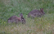 18th Jun 2021 - Rabbits