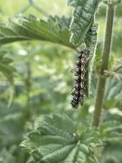 16th Jun 2021 - Small Tortoiseshell caterpillar 