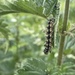 Small Tortoiseshell caterpillar  by tinley23