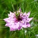 Love in a Mist by fishers