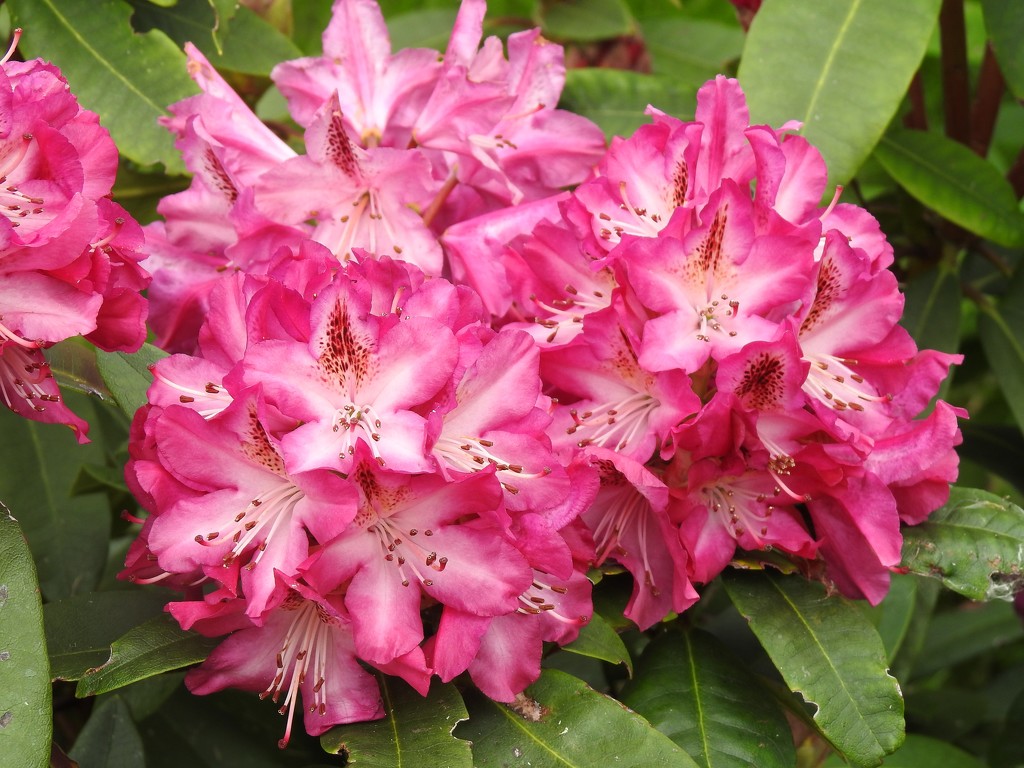  Rhododendron in the Garden 7 by susiemc